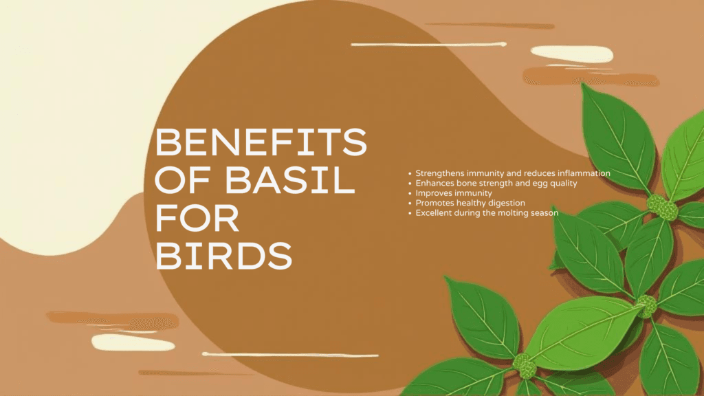 Benefits of Basil for Birds