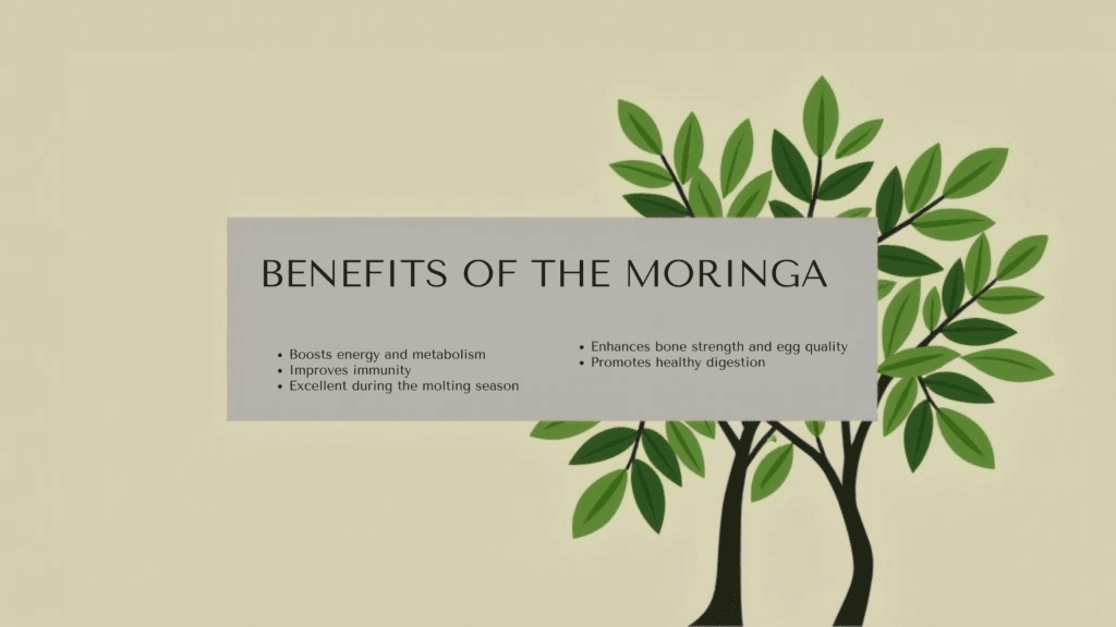 Benefits of the Moringa Tree