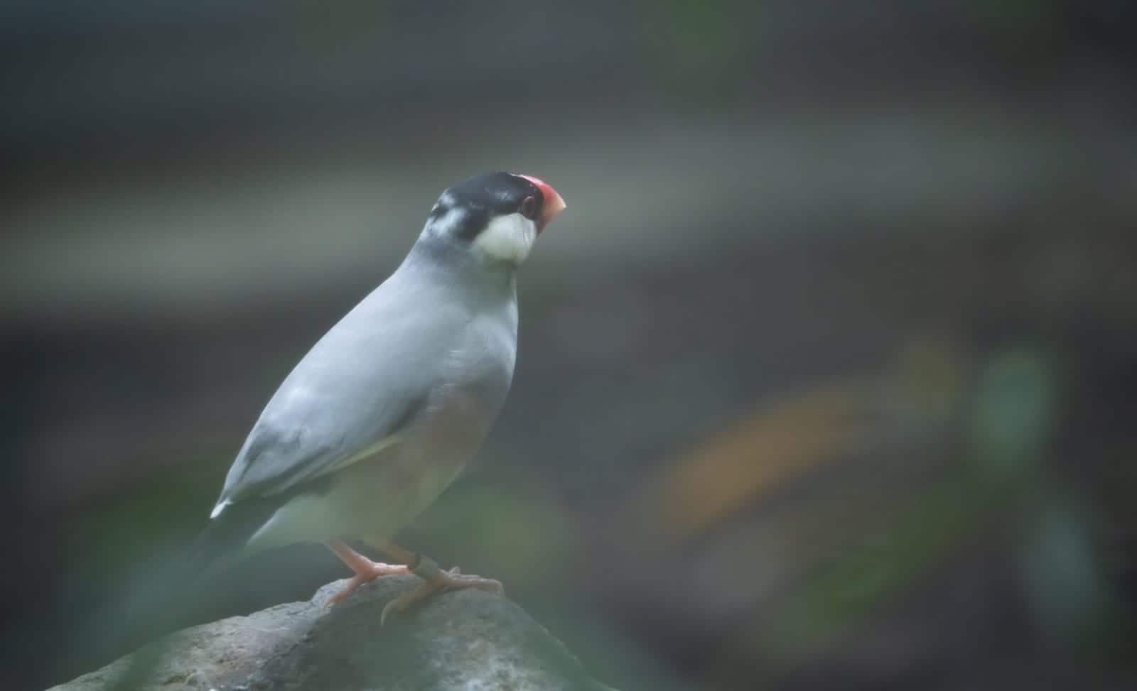 Java sparrow