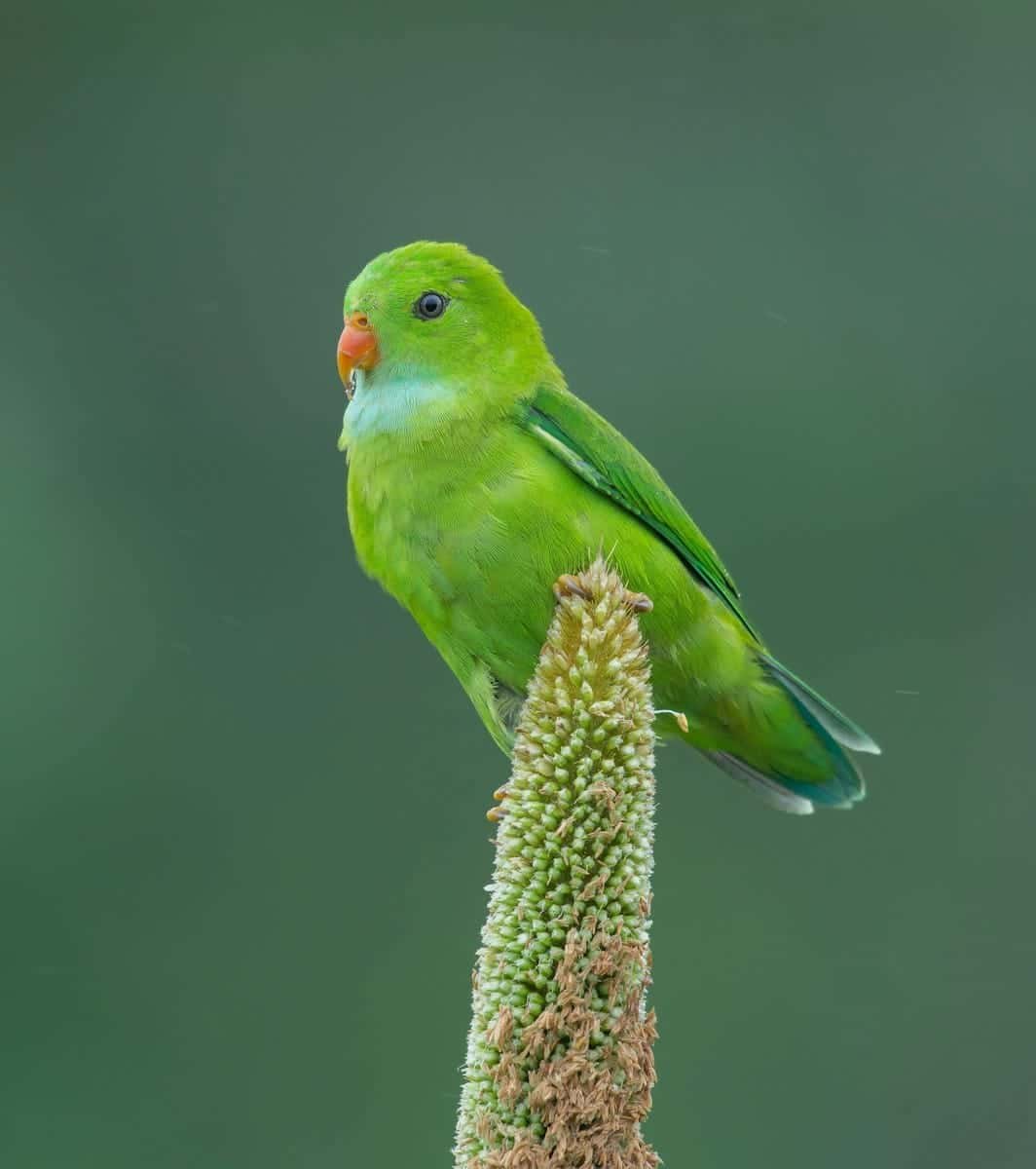 Foxtail Millet