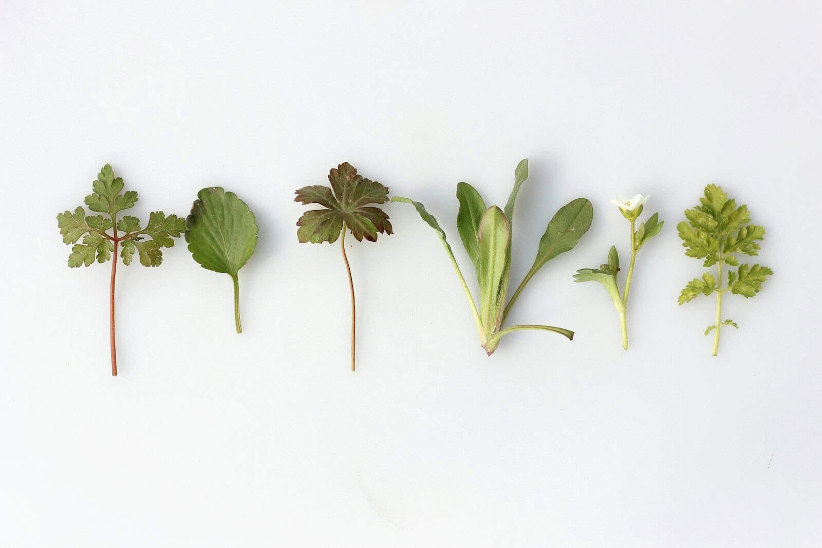 Herbal Blends