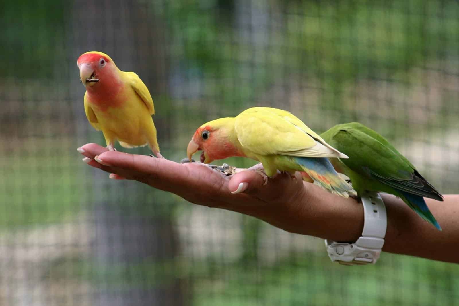 Why Birds Make Great Pets