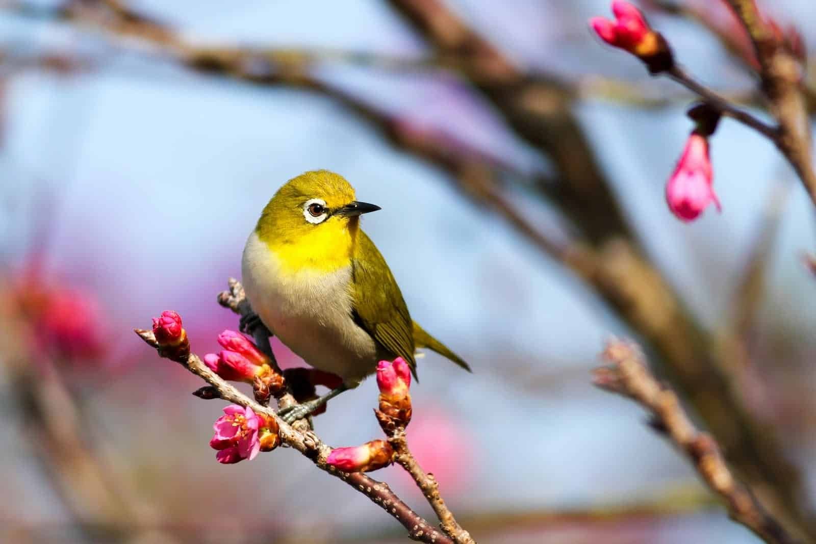 Bird Health Guide for Indian Pet Owners