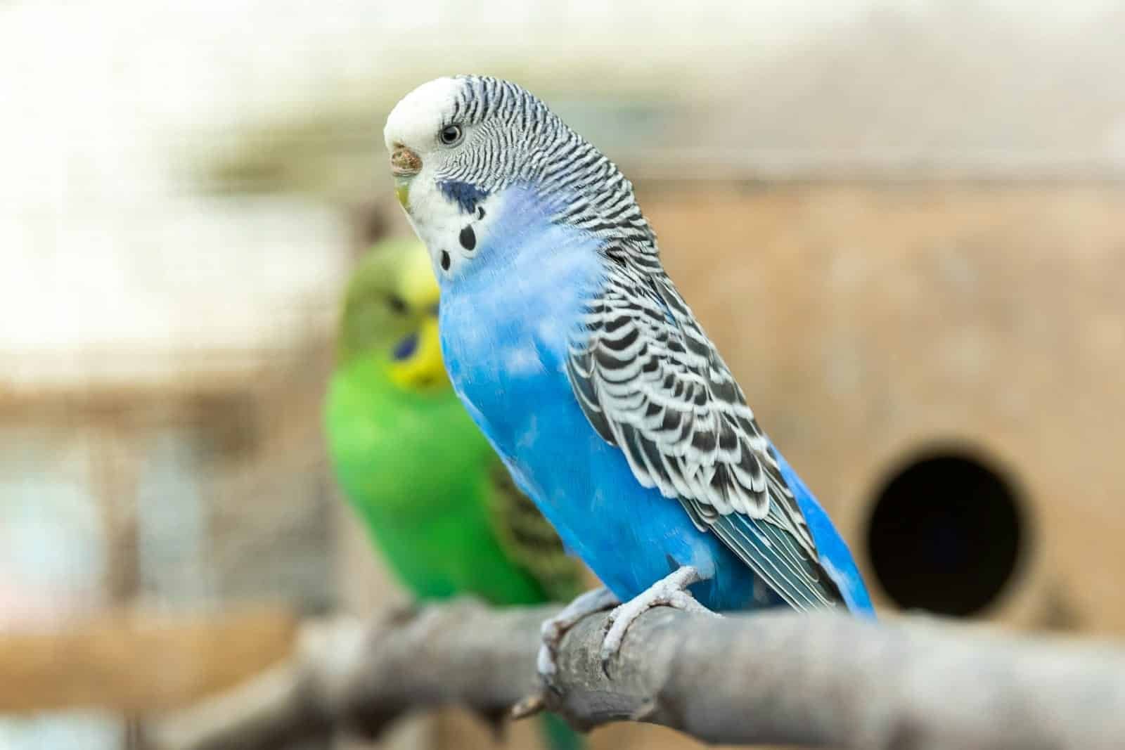 Budgie