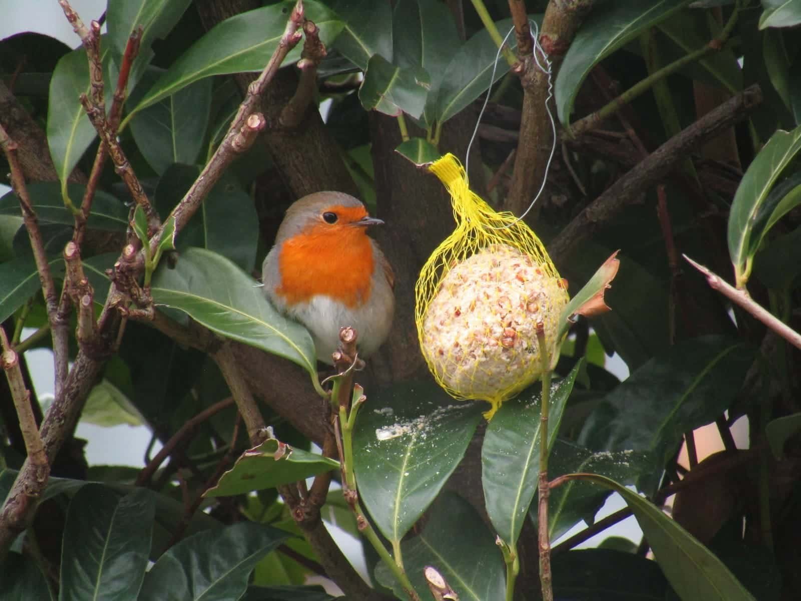 yellow and orange bird on green tree branch