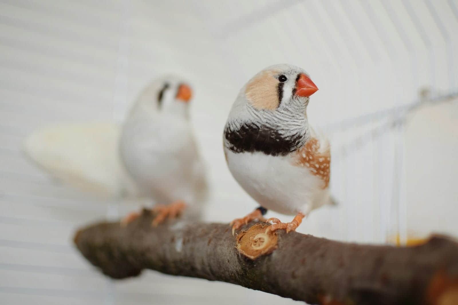 What Are Finches