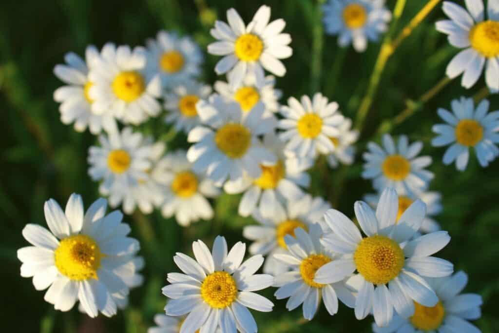 Calm Blend: Bird Stress Relief 10 chamomile