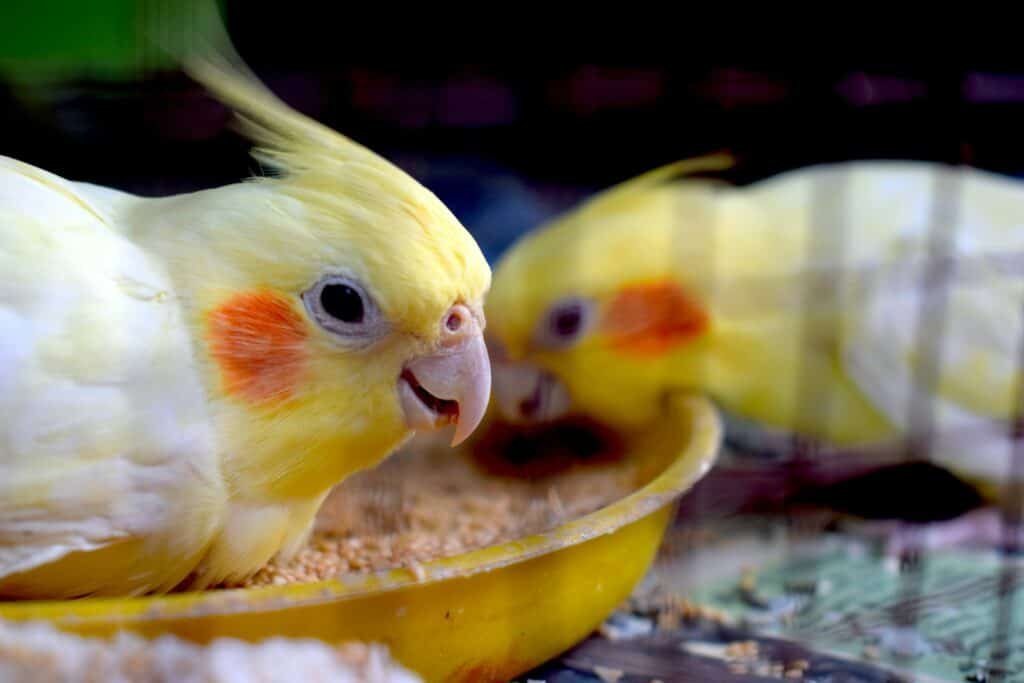 feeding feather souls