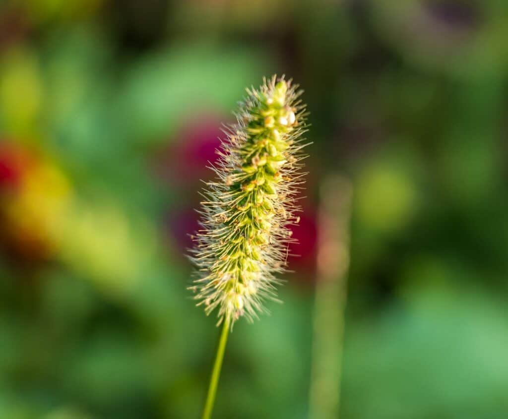 Safflower Seeds for Birds – Natural Seed | LIPA Herbal Feed (950g) 1 Foxtail millet