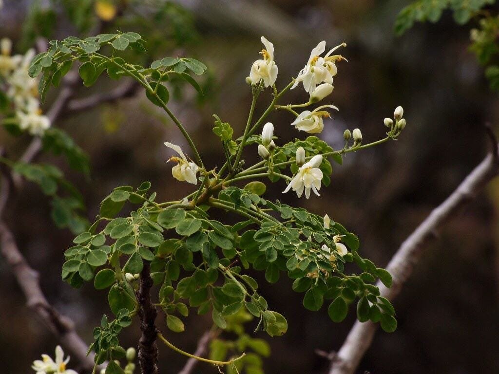 Close-up of Moringa powder texture – fine and fresh