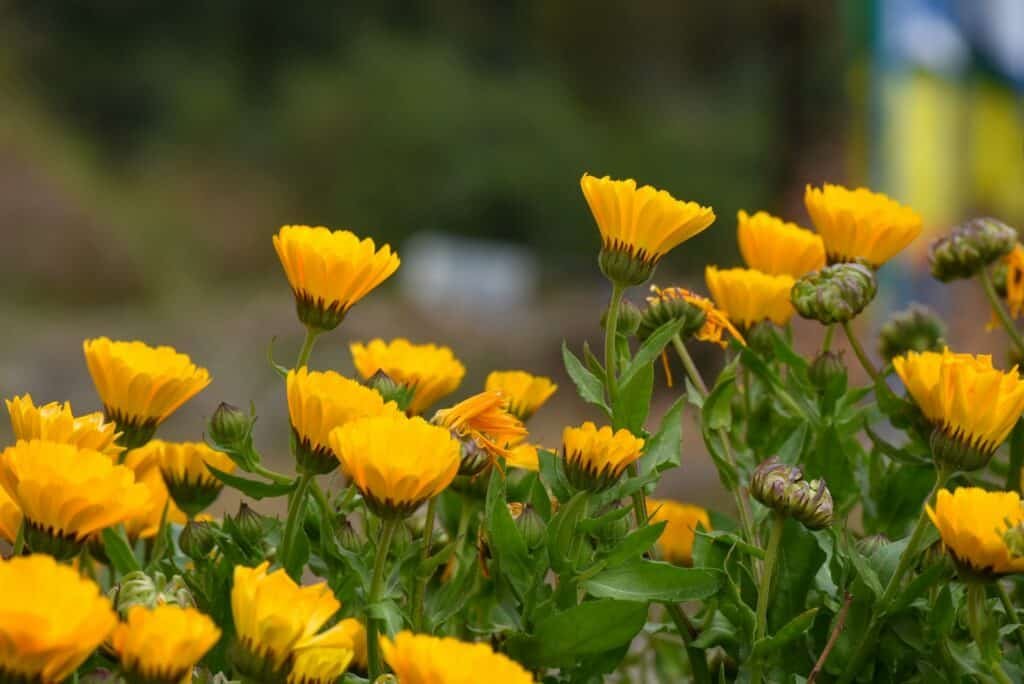 Calm Blend: Bird Stress Relief 8 Calendula