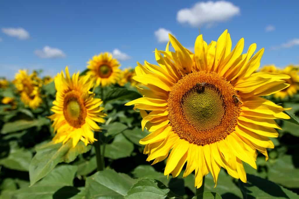 Safflower Seeds for Birds – Natural Seed | LIPA Herbal Feed (950g) 2 closeup photography of yellow and orange sunflower at daytime
