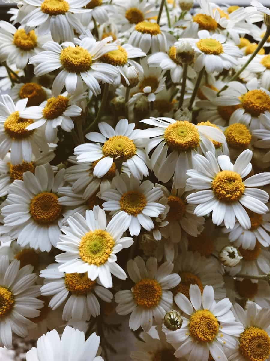 Is Chamomile Safe for Birds