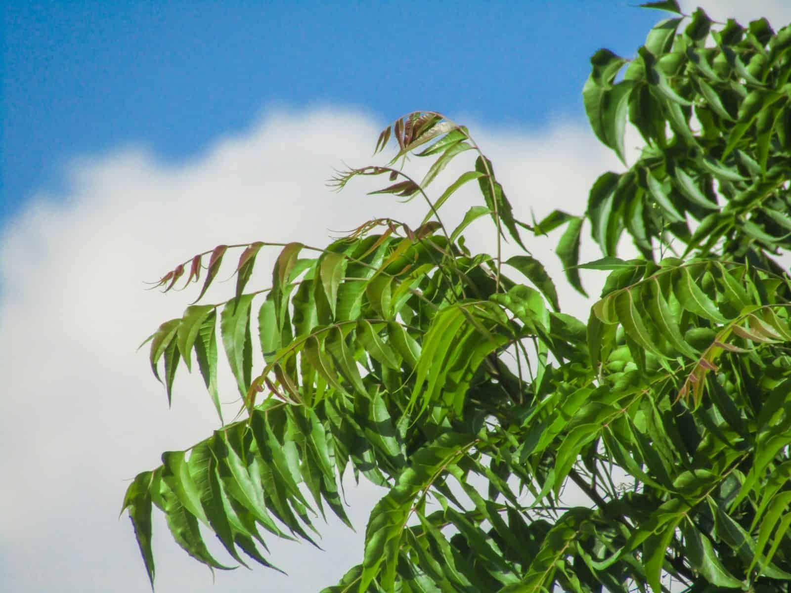 Neem for bird immunity