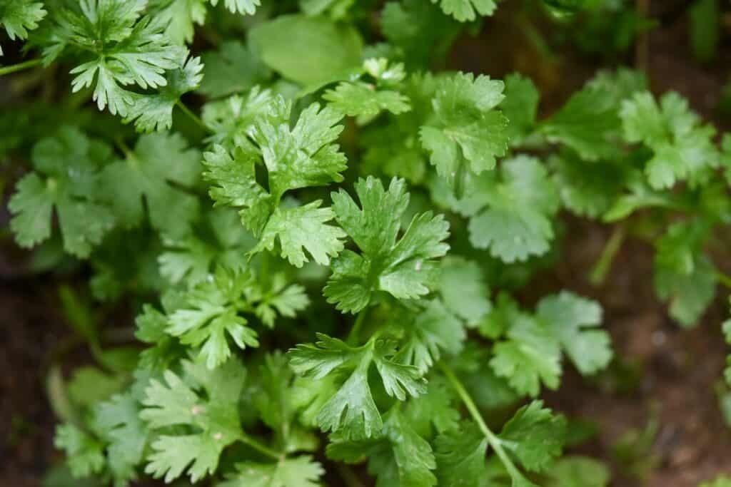 Boost egg fertility: Nest+ System 2 coriander