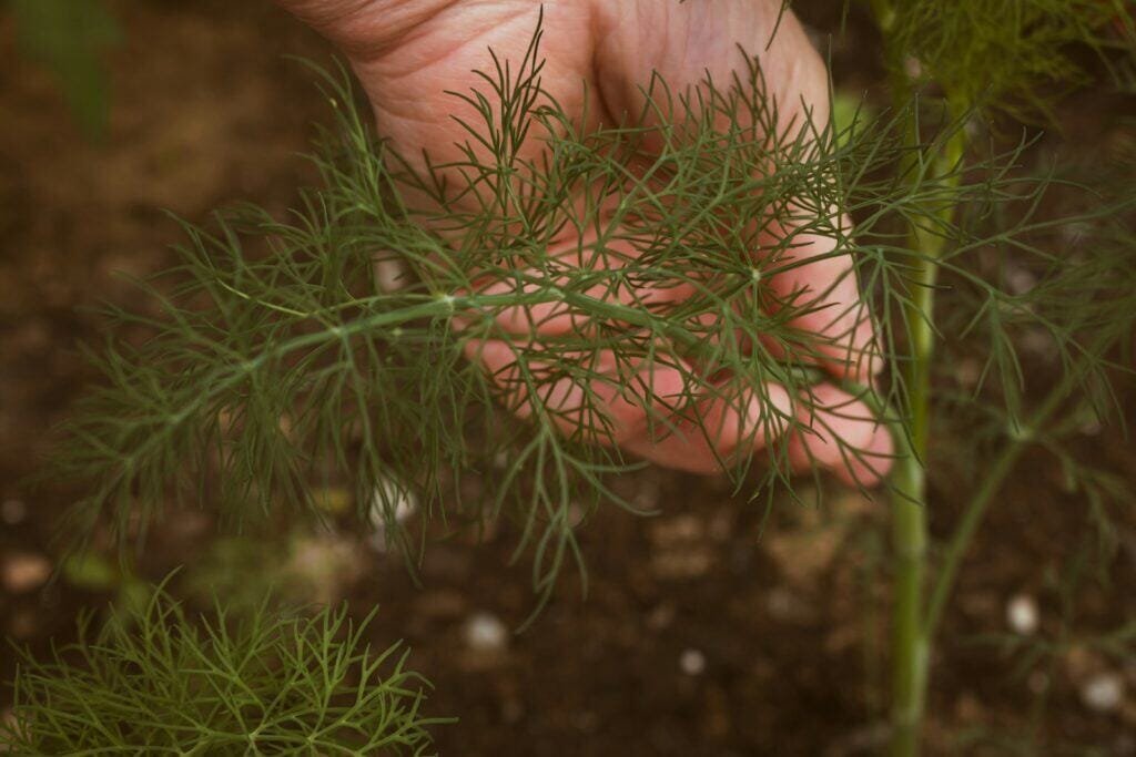Boost egg fertility: Nest+ System 4 fennel