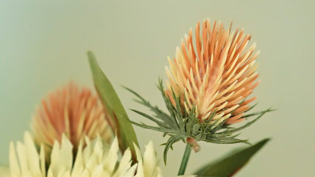 Safflower Seeds for Birds – Natural Seed | LIPA Herbal Feed (950g) 3 Safflower