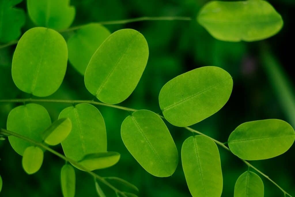 Boost egg fertility: Nest+ System 3 Moringa