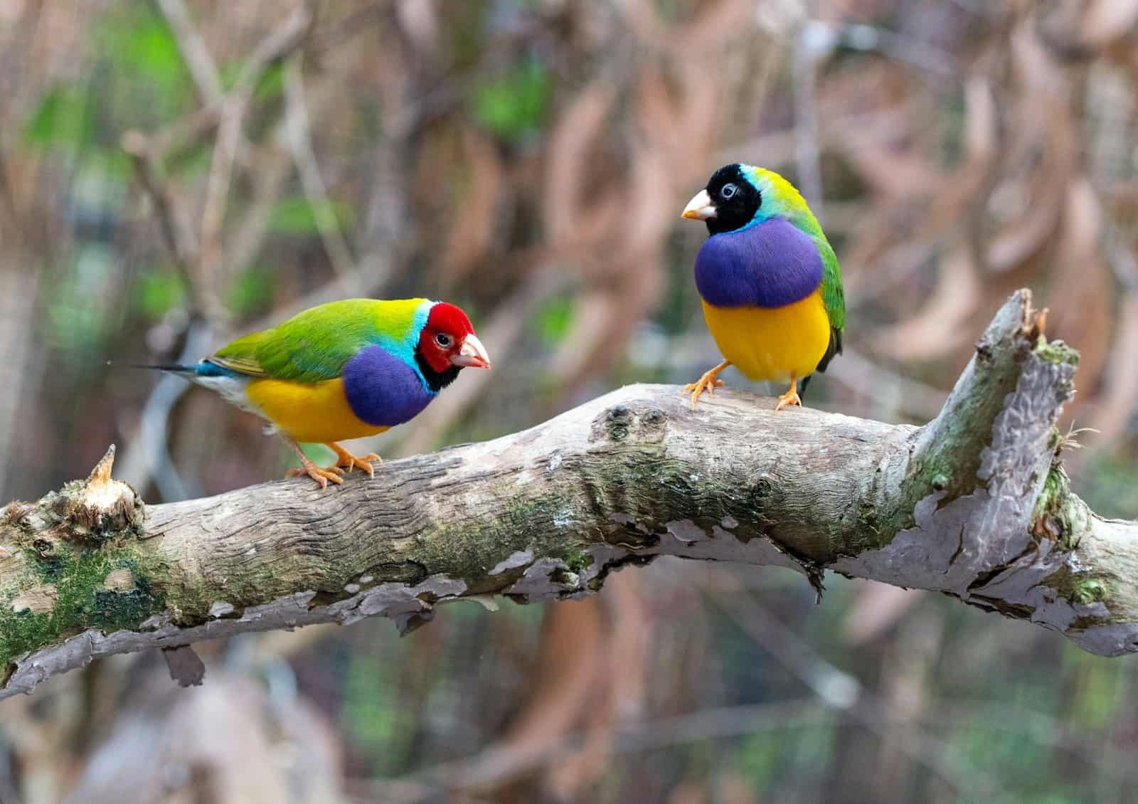 Calm Blend: Bird Stress Relief 6 Stress Relief seeds