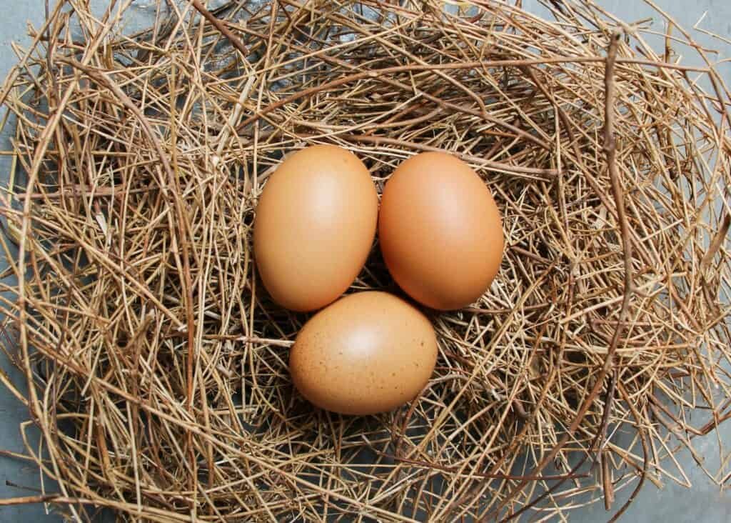 Boost egg fertility: Nest+ System 1 Boost Egg Fertility & Chick Health – Nest+