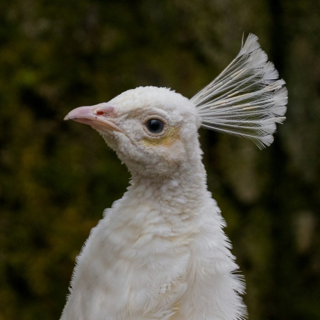 Feather Plucking