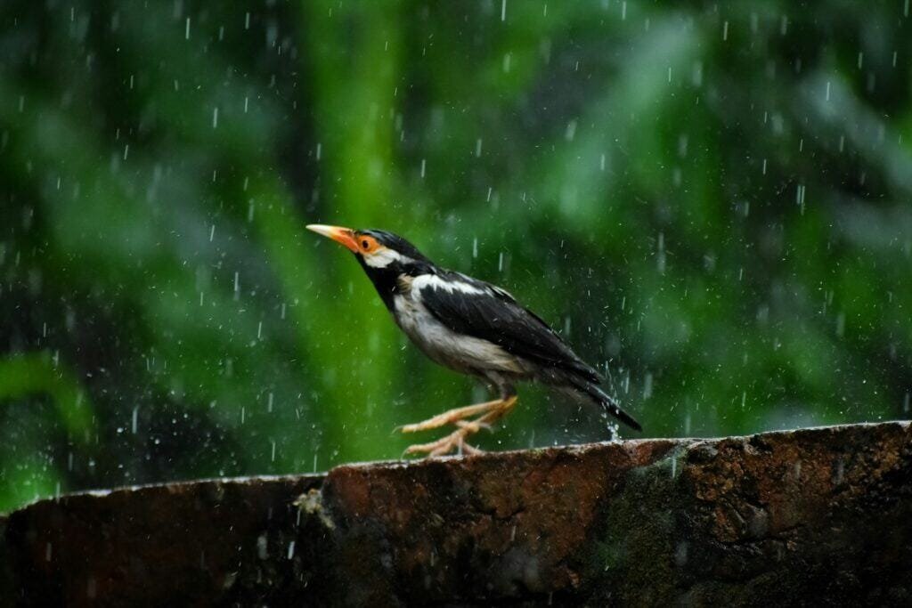Crisis for Birds 