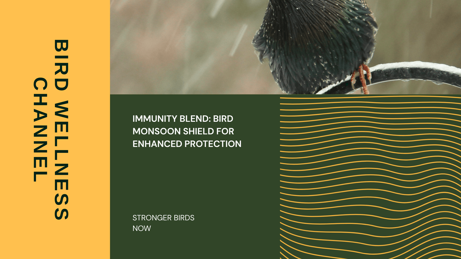 Immunity Blend: Bird Monsoon Shield