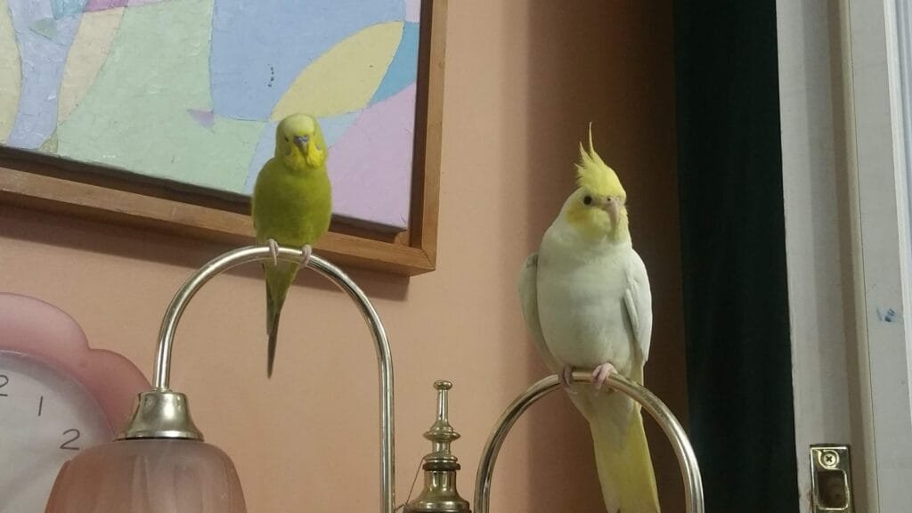 The Ultimate Guide to Cockatiels: Care, Personality, and Fun Facts 1 Cockatiel