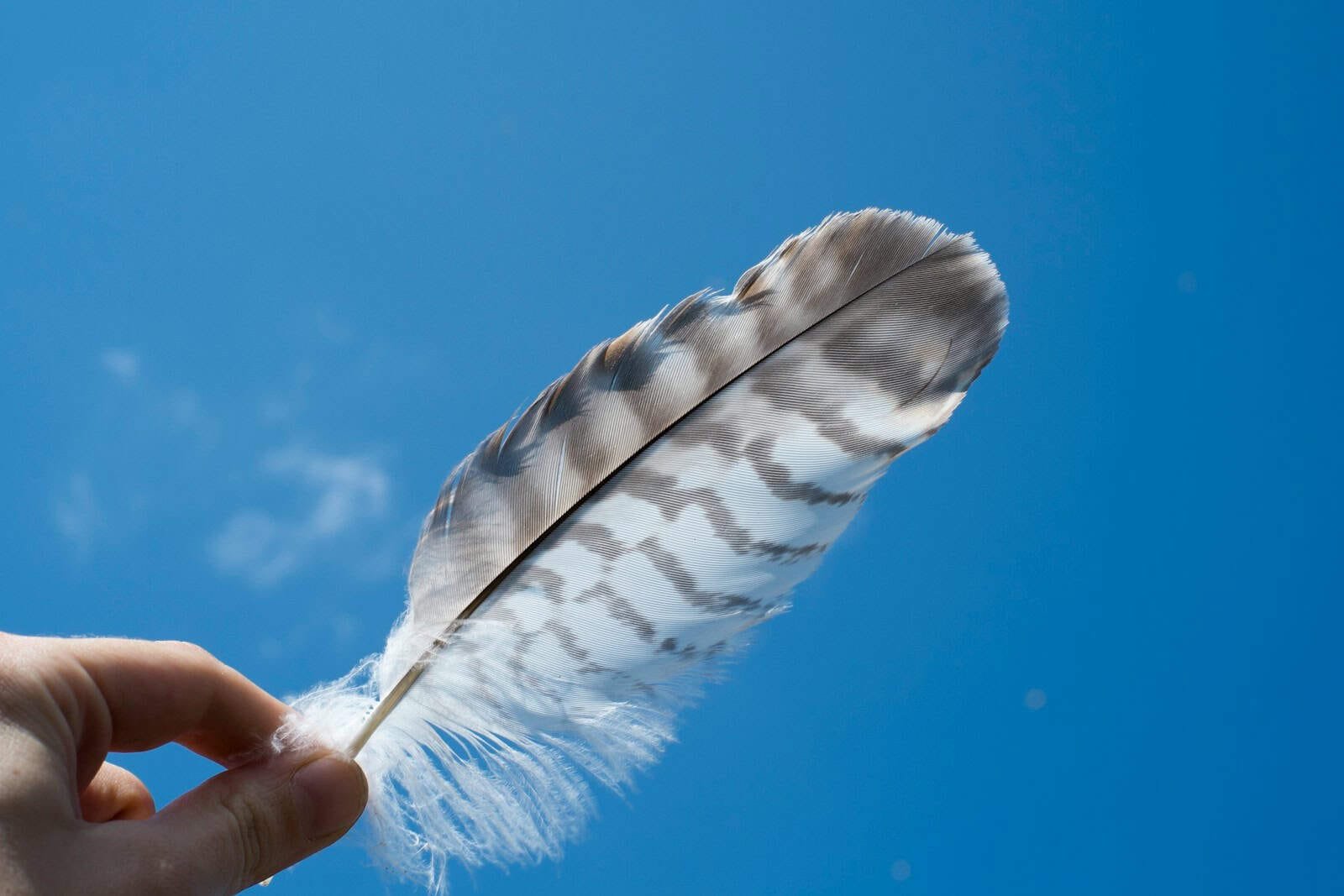 bird food amazing feather