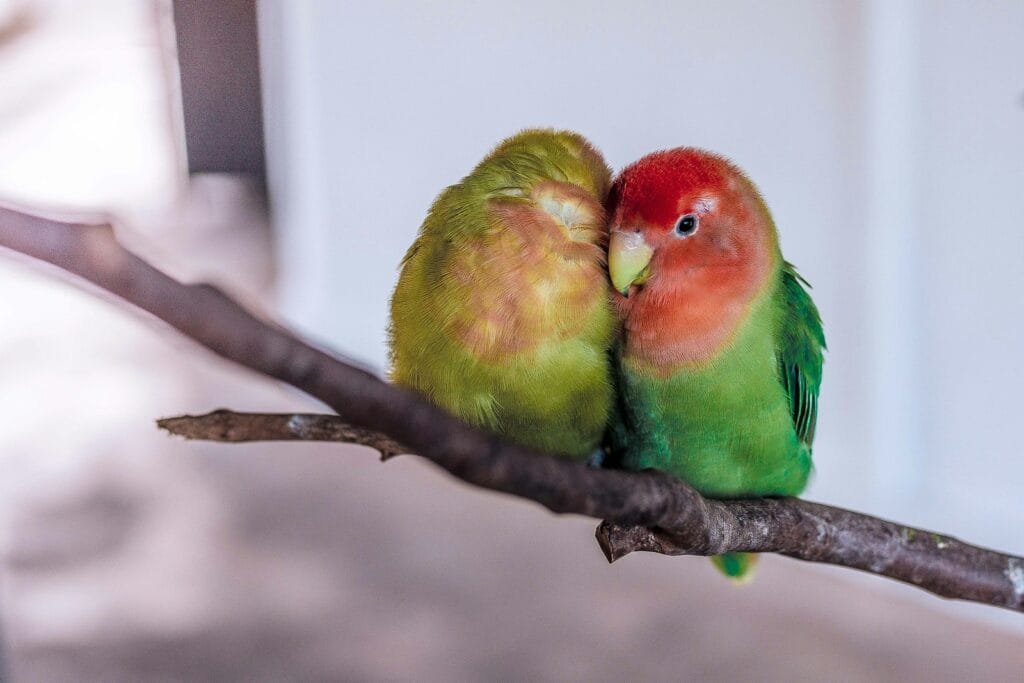 pet birds needs and desire