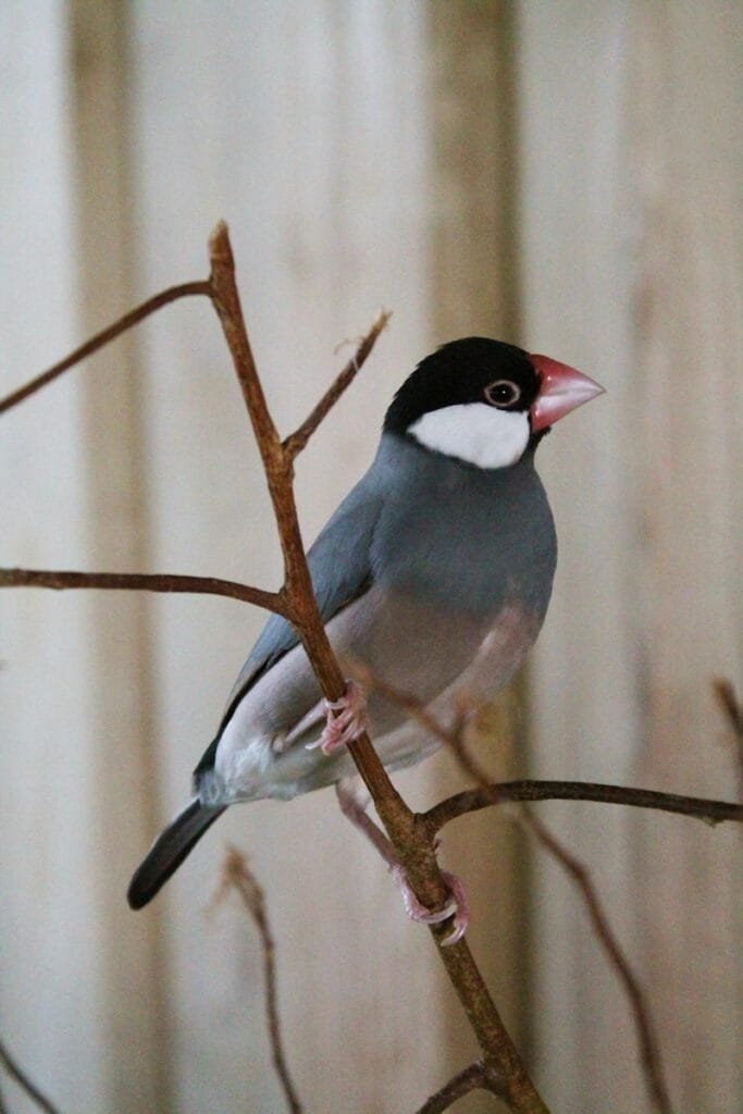 The Fascinating World of the Java Bird: A Complete Guide 1 java bird