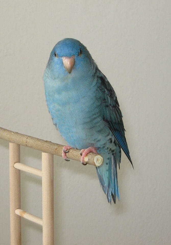 lineolated parakeet care guide and products