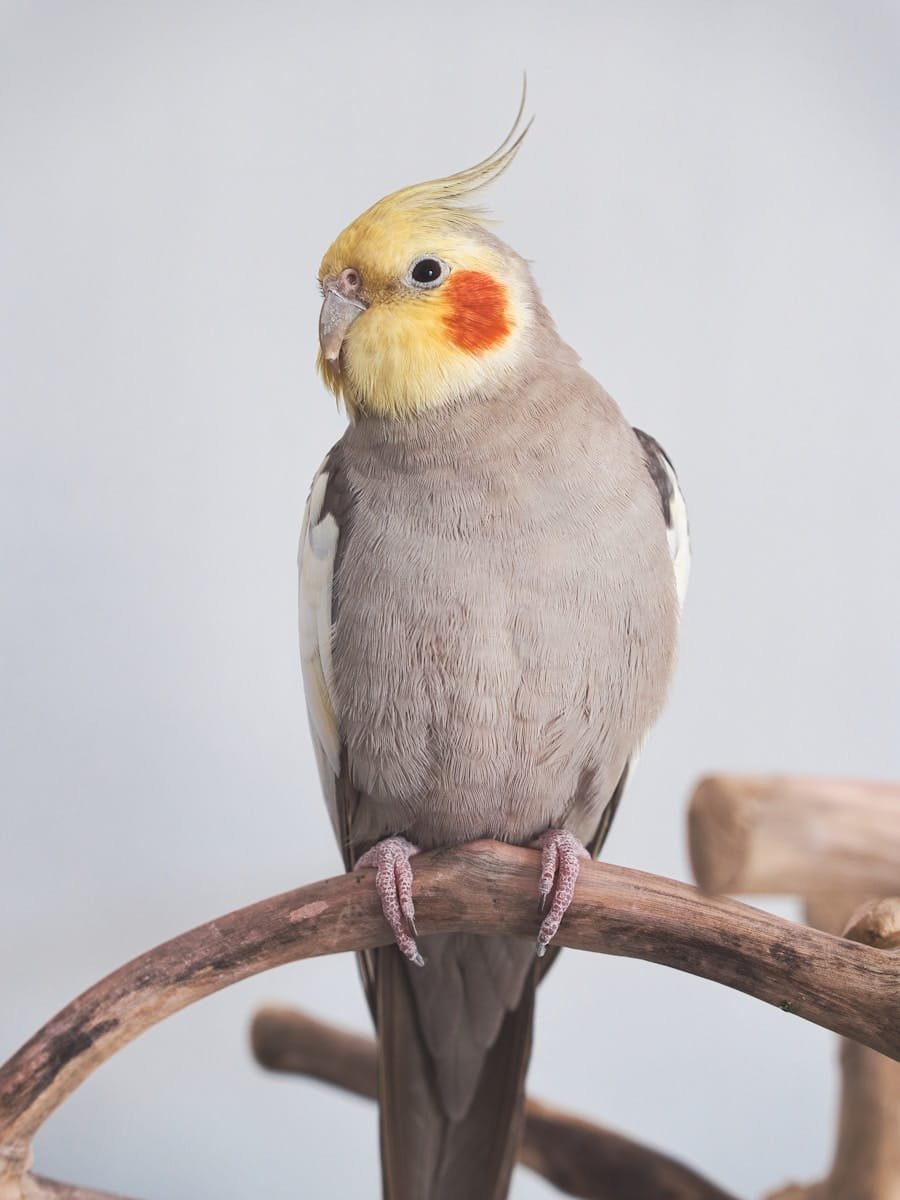 Cockatiel care guide and products