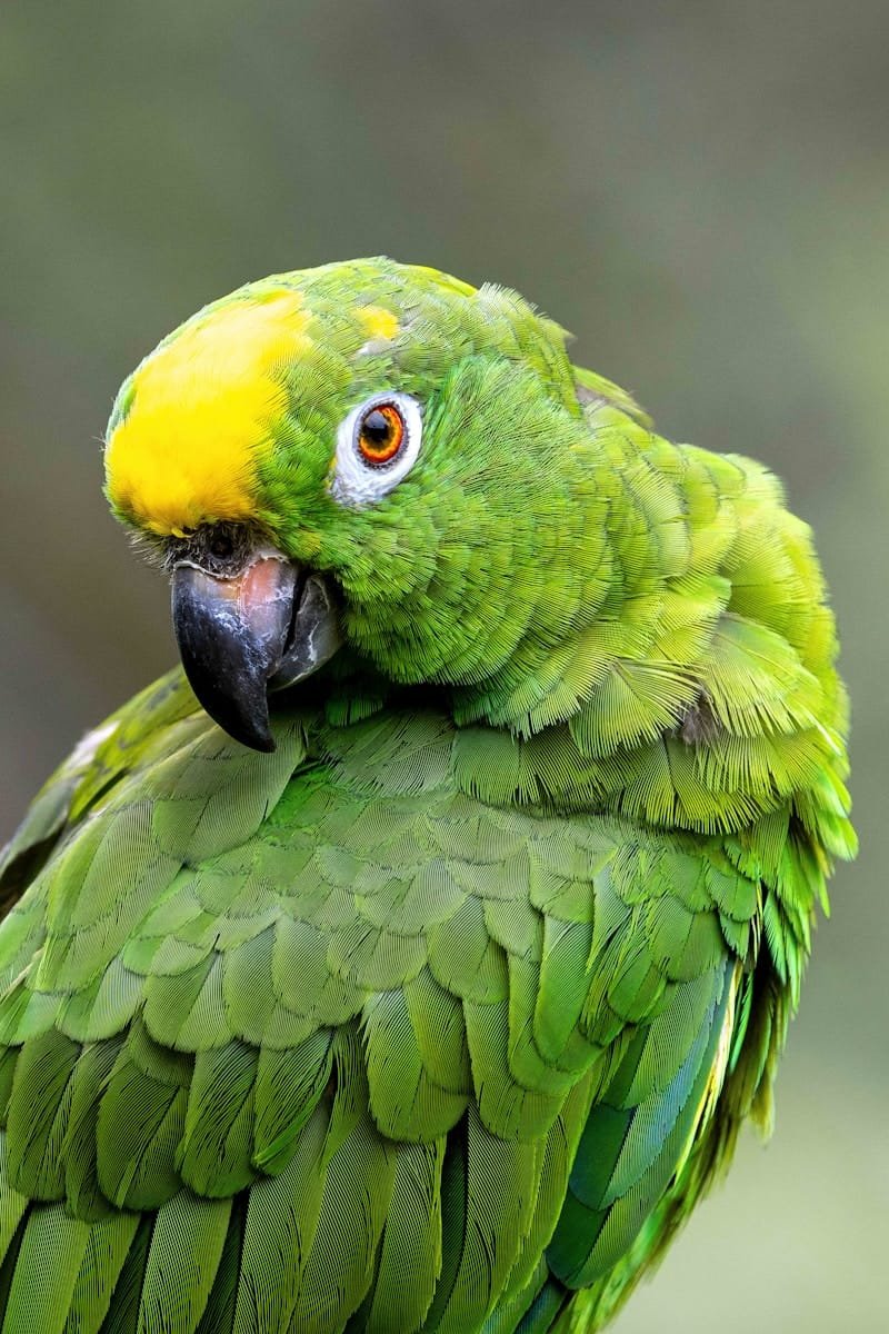 Amazon Parrots Care Guide