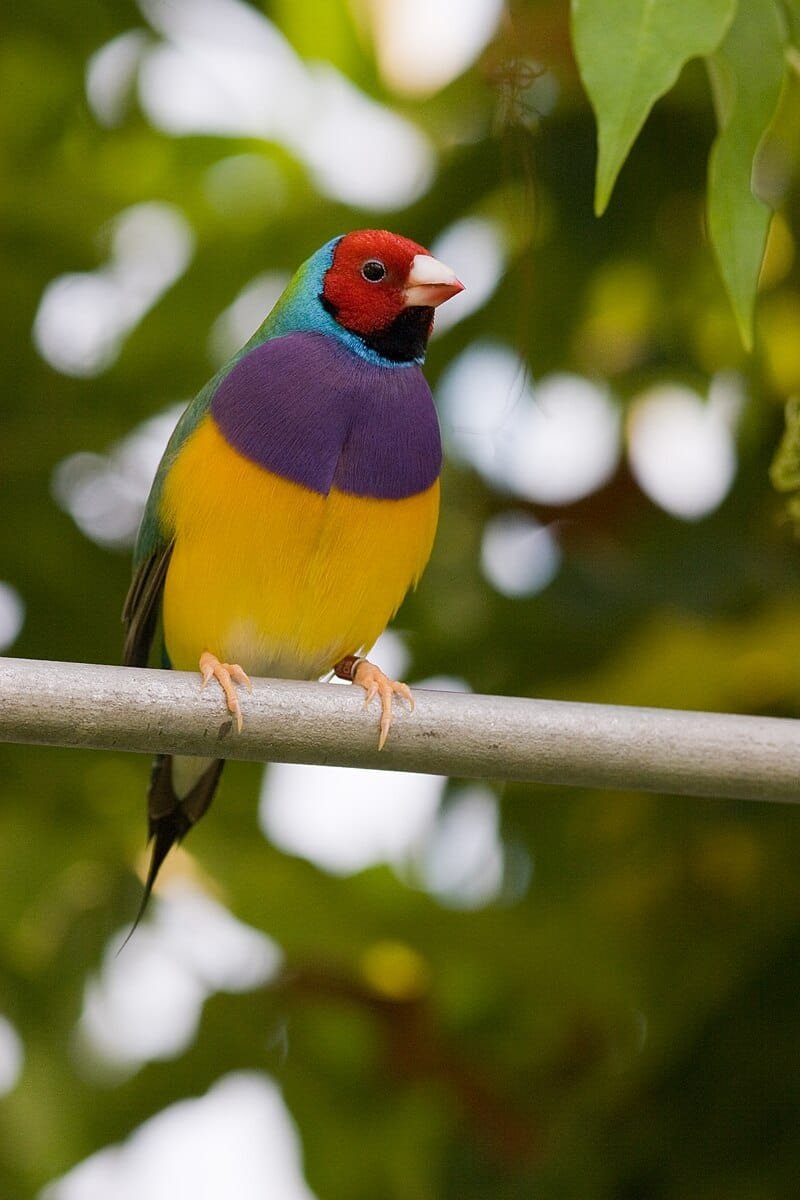 Gouldian finch Crae guide and products
