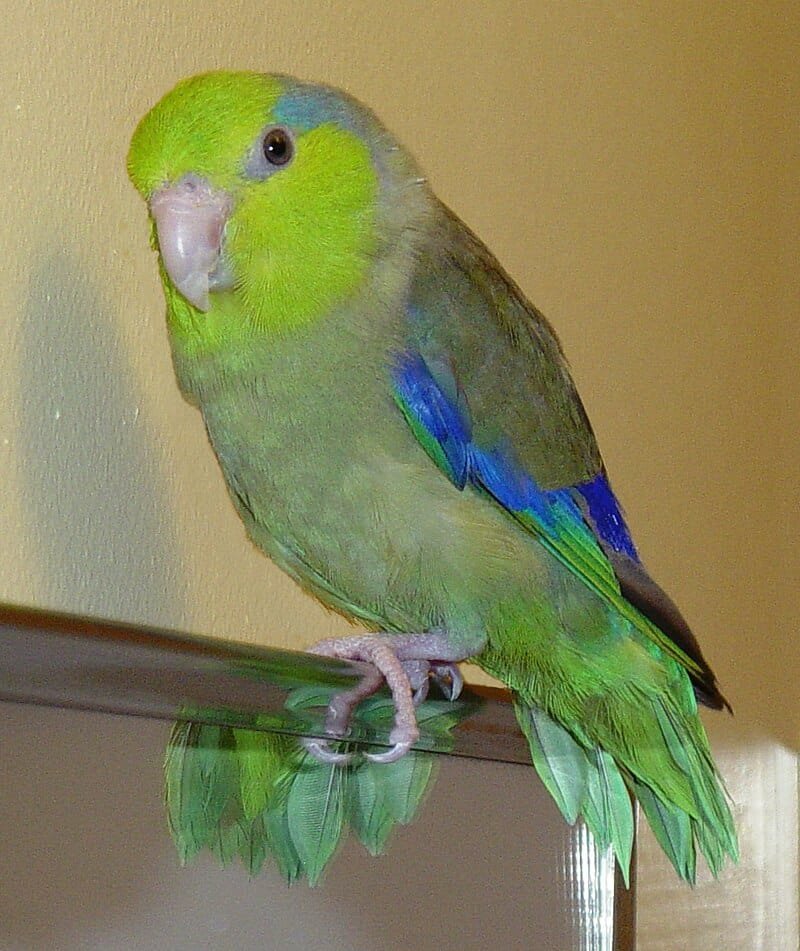 Parrotlet ccare guide and products