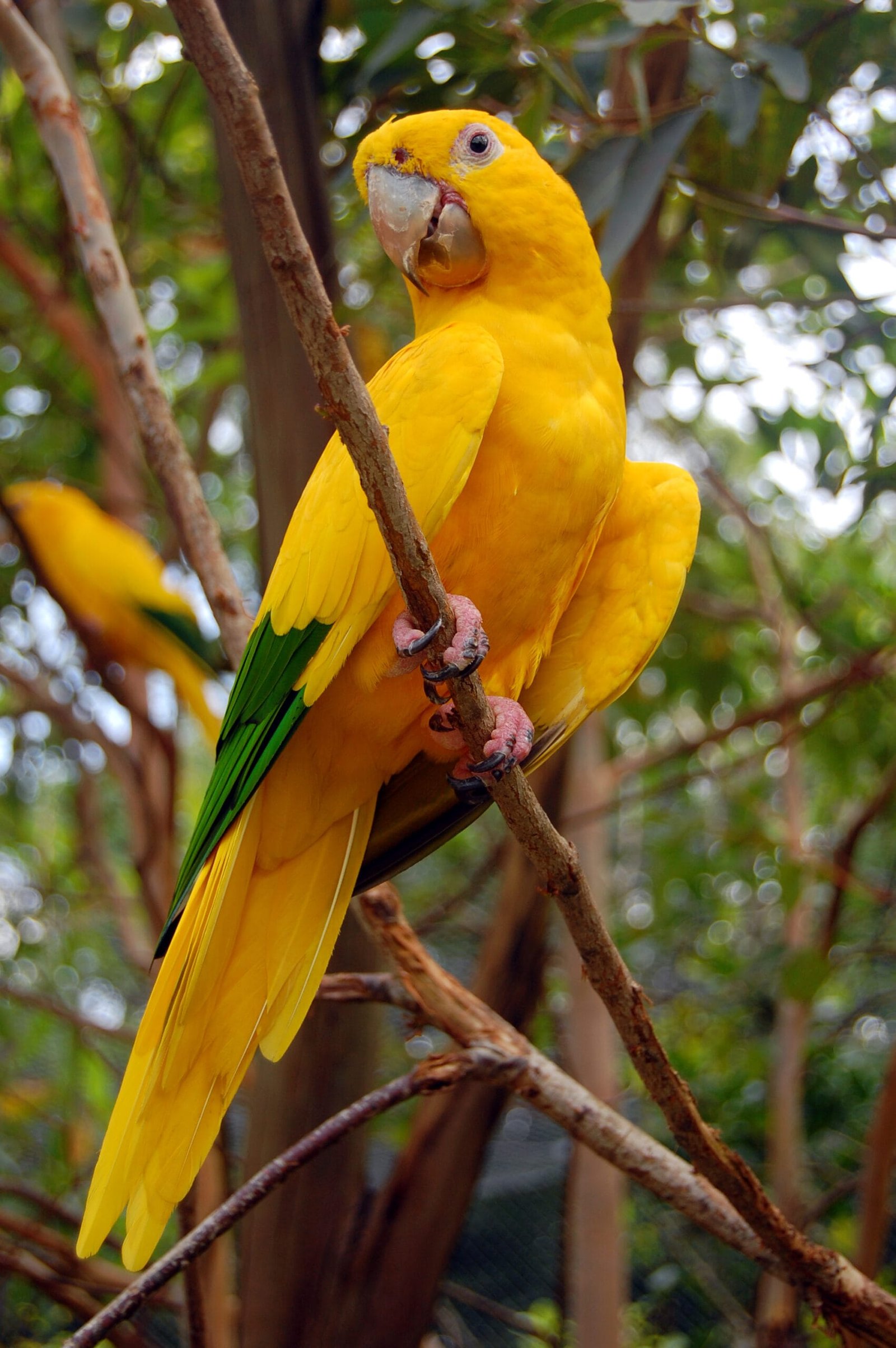 golden conure care guide and products