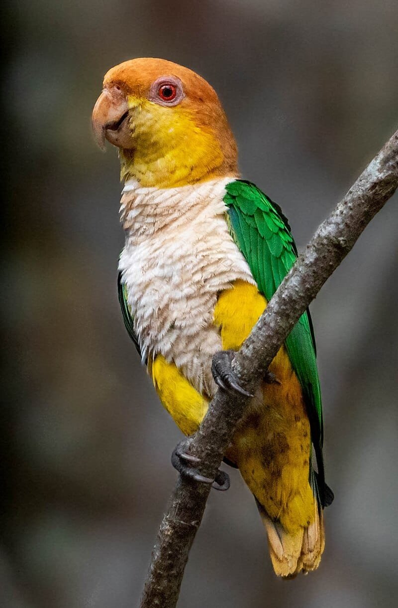 Caique care guide and products
