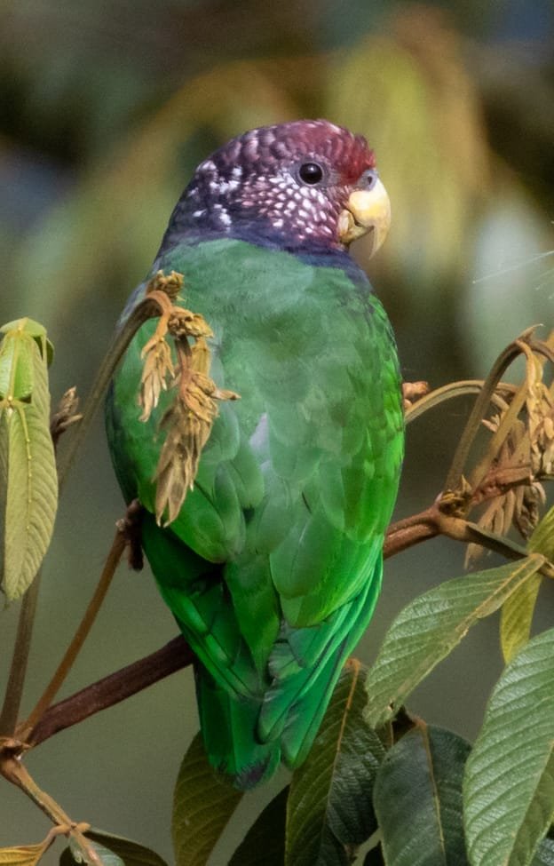 Pionus care guide and products
