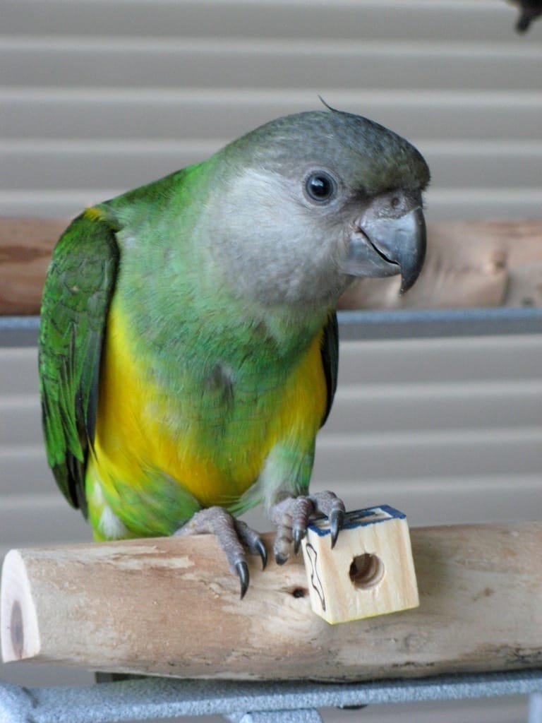 Senegal parrot guide and products