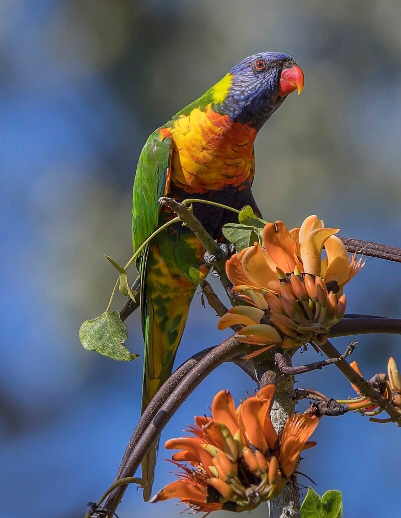 lorikeet care tips and products