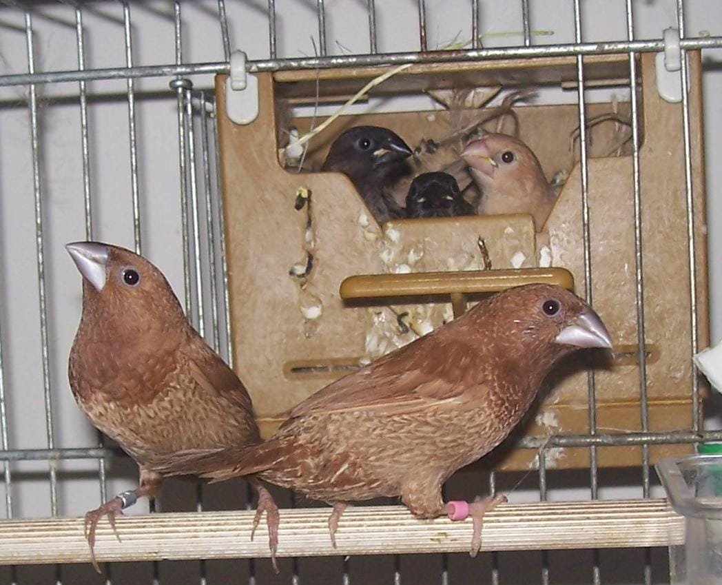 Society finch care guide and products