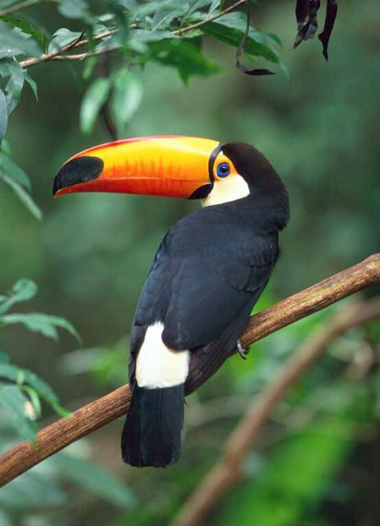 Toucan Care Guide and products