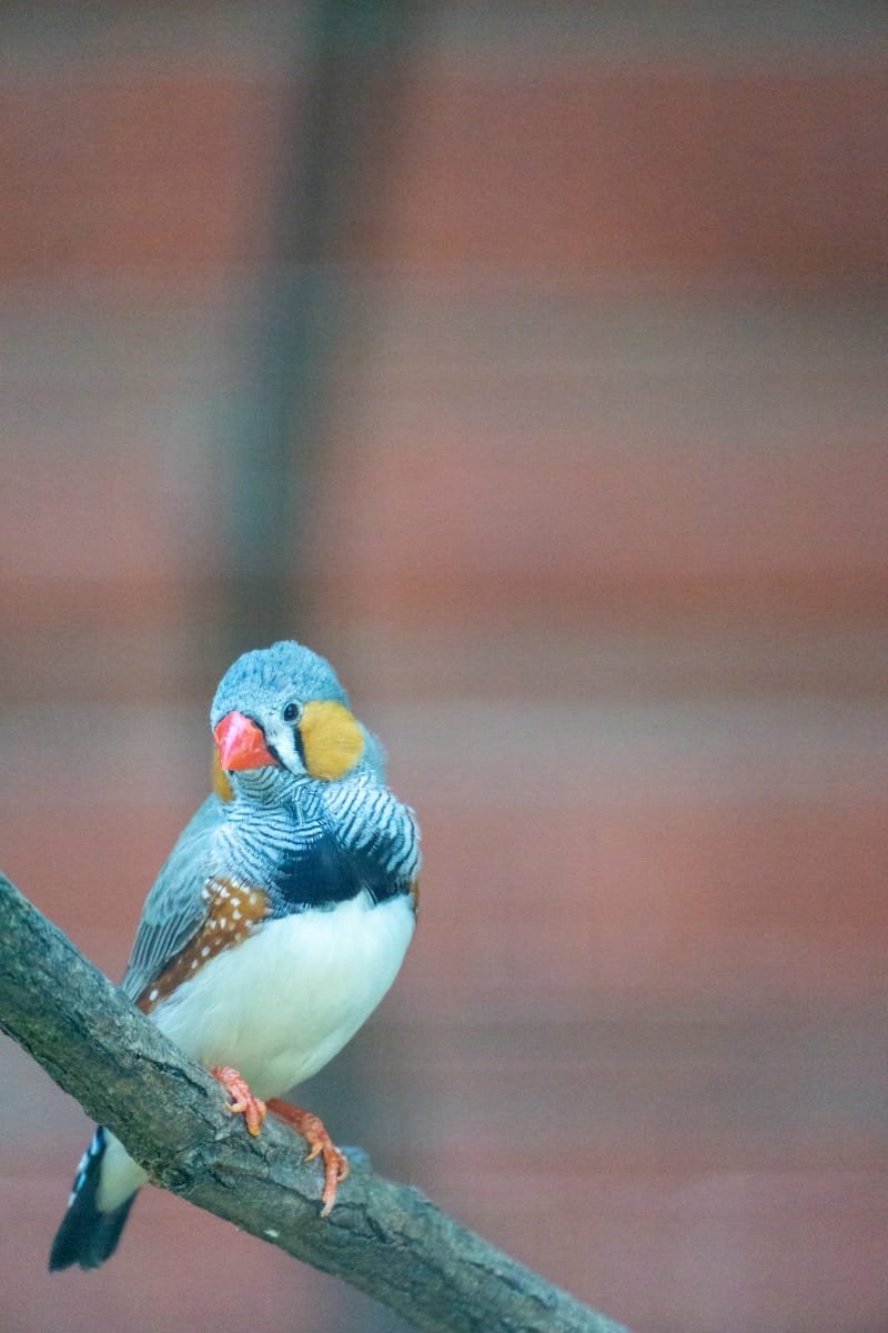 zebra finch care guide and products
