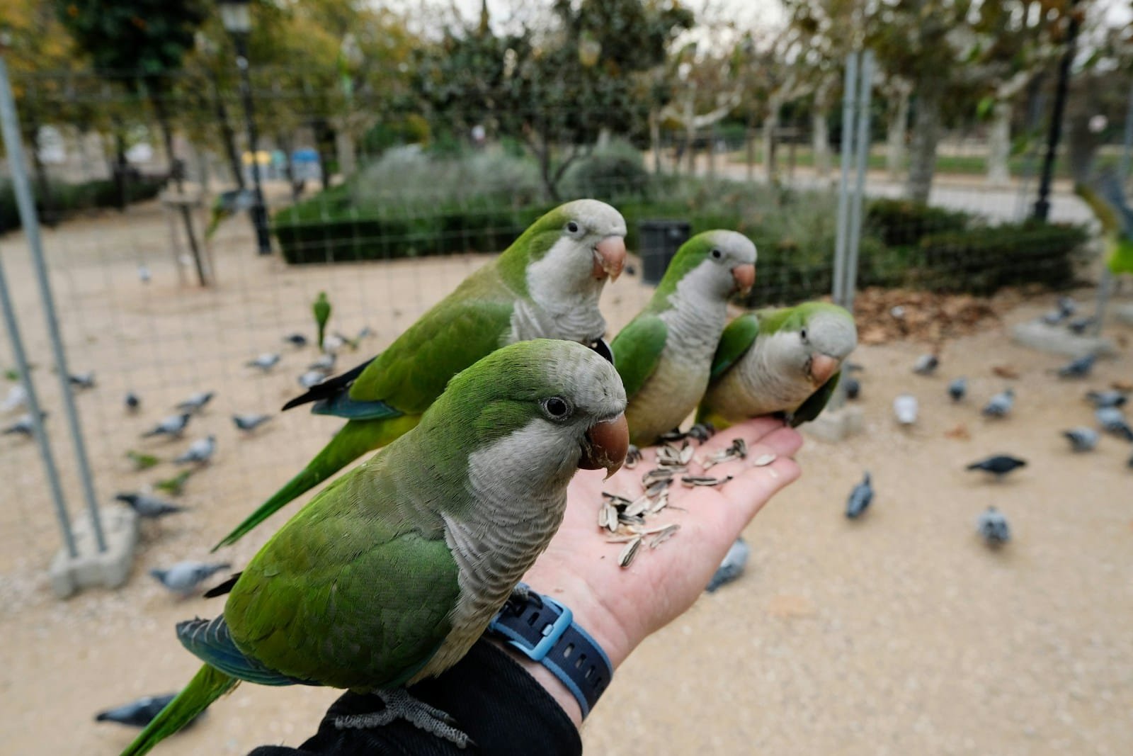 Quaker Parrot (Monk Parakeet) care guide and products