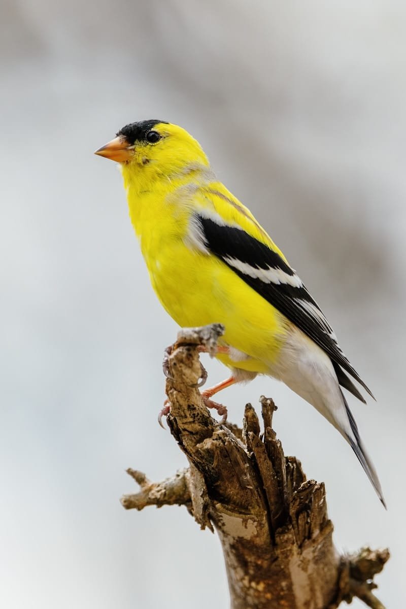 Canary care guide and products