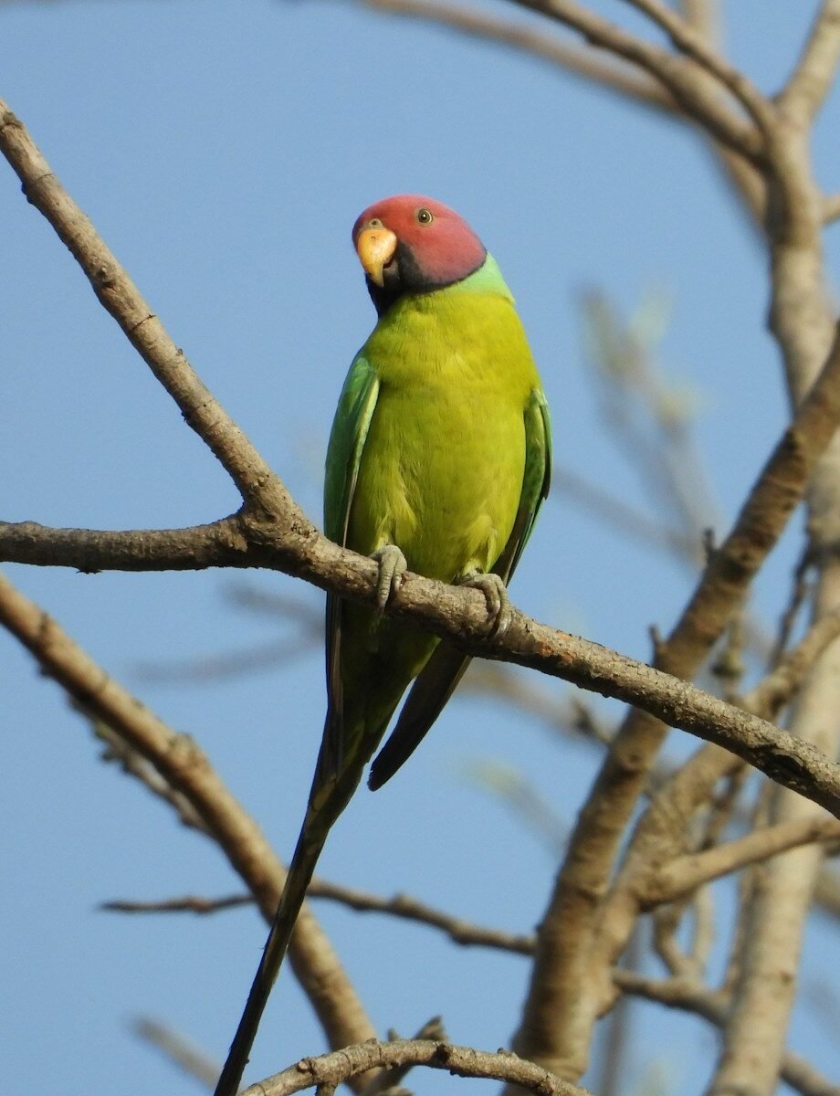 Plum-headed parakeet care guide and products