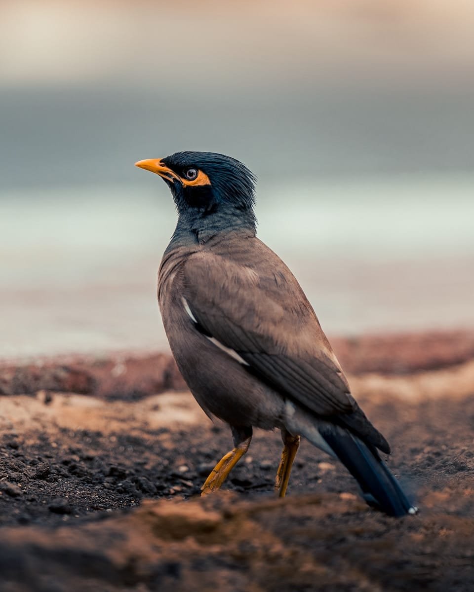 mynah care guide and tips