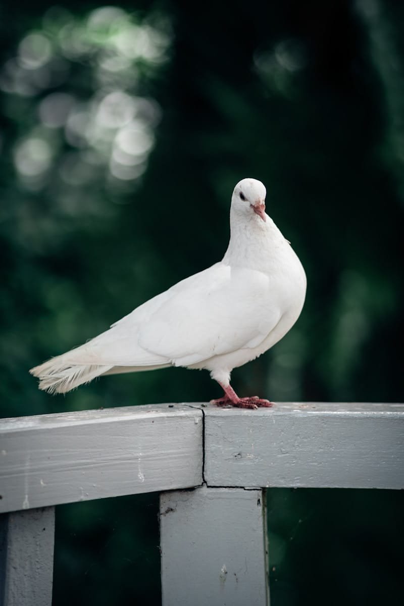 Dove care guide and products