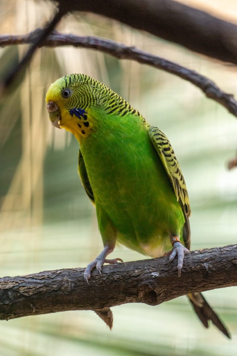 Budgies care guide and products